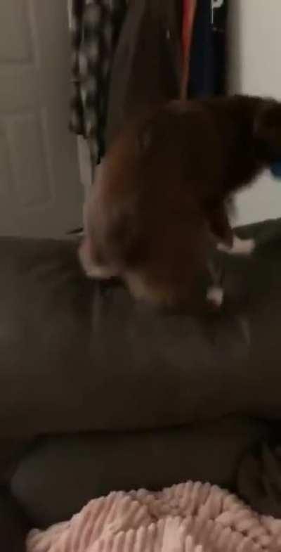 I think she forgot how to dog