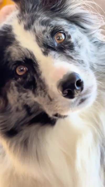 Head tilting champion