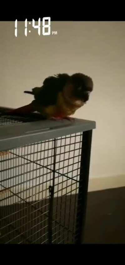 Bonk to assert dominance.