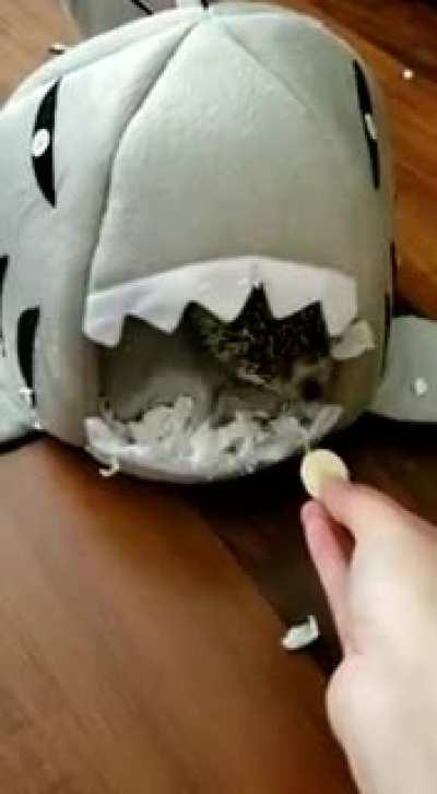 The mighty land shark stalks his prey...