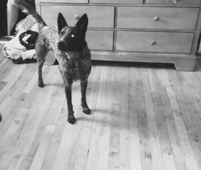 She throws a fit if I don't pay attention to her