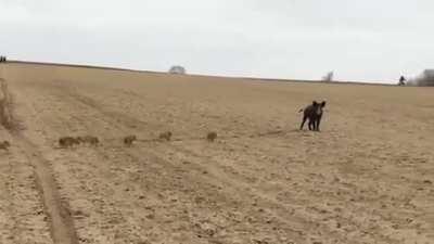 🔥 Mama Boar waiting for her piglets to catch up 🔥