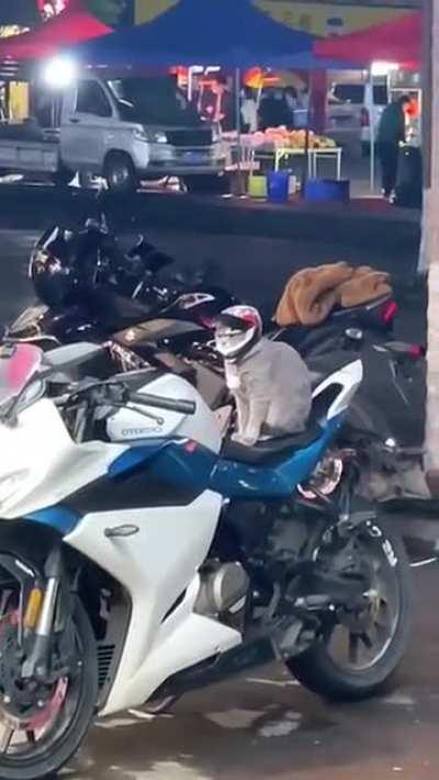 🐈🏍️_nvr