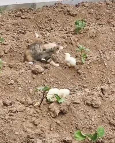 Picking on the wrong chick