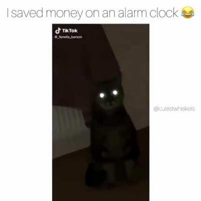 This is Milo, He his is the Alarm clock of the house at 3am! For no reason!