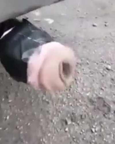 Pocket pussy on exhaust pipe