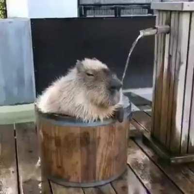 capybara