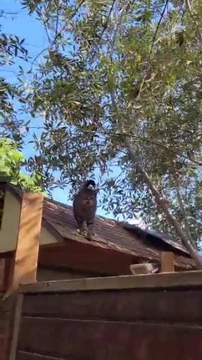 Airbnb cat giving me the daily news.