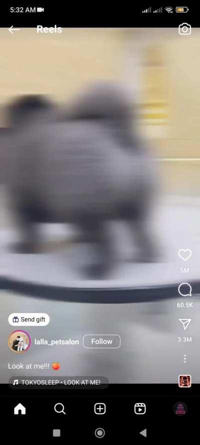 This fine specimen of a dog.