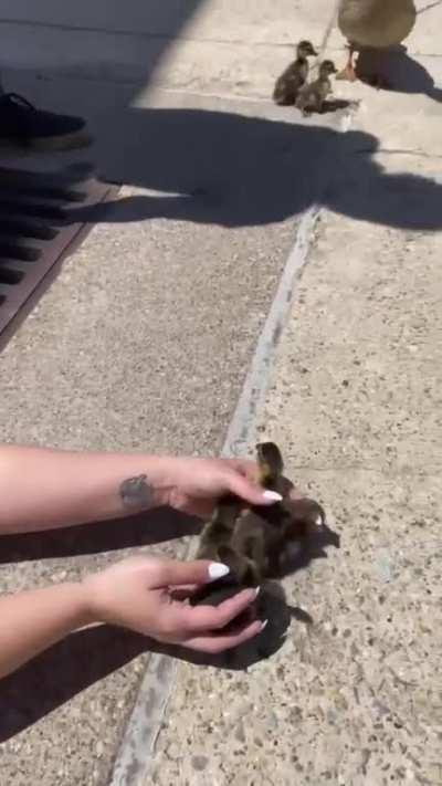 Hero woman attempting to save baby ducks from storm drain