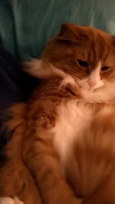 Not sure if this belongs here but i managed to catch a few seconds of this one kindof halfway fighting with his tail while the phone was pointed at him