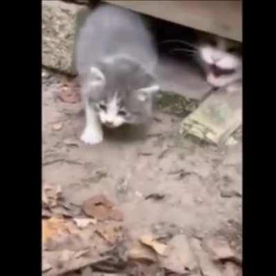 *insertar comentario chistoso*