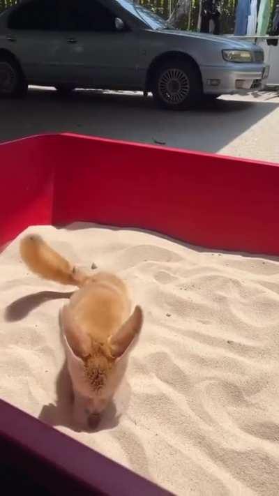 So much happiness with a pot of sand, little cutie