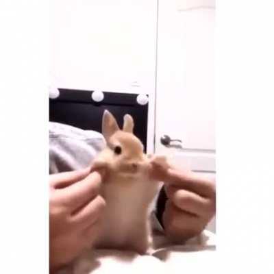Take a break from the memes. Cute Bunny Dancing.....