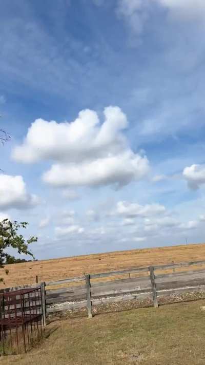 What brand of birds are these?