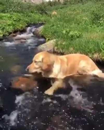 Relaxation at it's finest ... !! 🐶