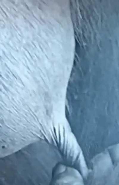 002, T+21, Russell 1000, RC tweets, keep em coming disappointment is my fetish