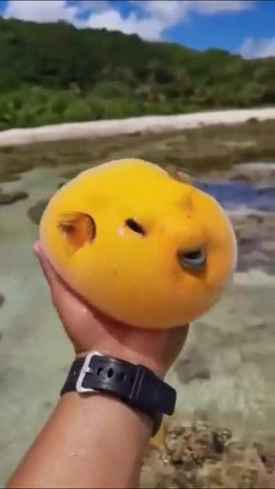 A cute mango pufferfish