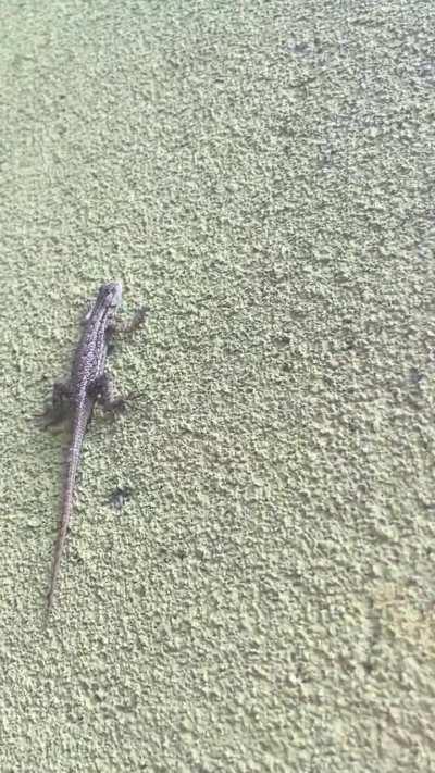 lizard seen while listening to king gizzard and the lizard wizard