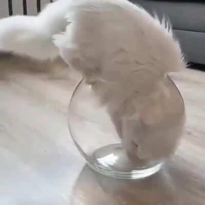 The way this kitty enters