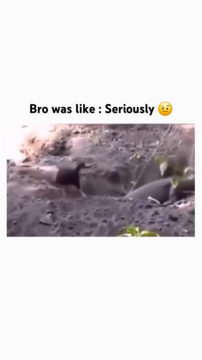 blursed bro was like