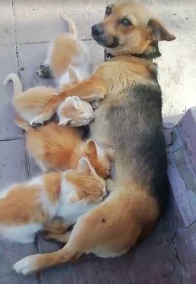 Повезло Шарику