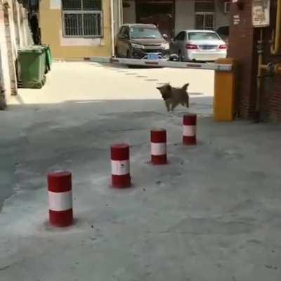 HMK while I do a stunts.