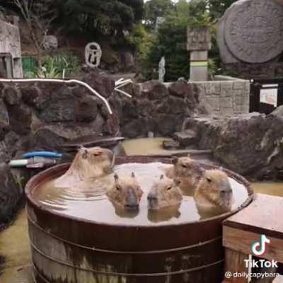 Capibara jacuzzi epico