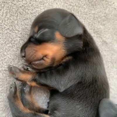 All I do is eat and sleep