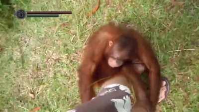 Dark souls Boss fights in one video