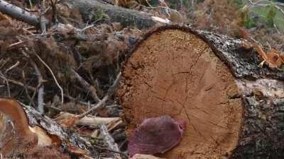 Idk if this goes hear but its meat and stuff...