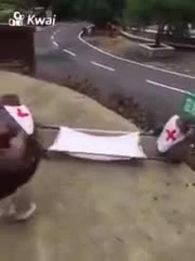 Professional Monkey Business