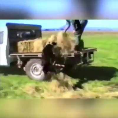 Farmer's best friend