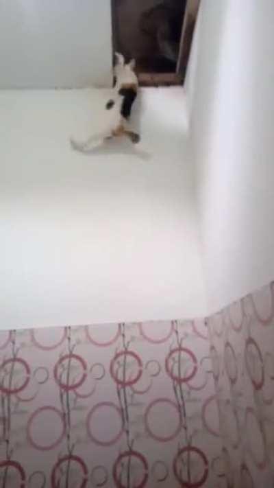 Cat falling off ceiling