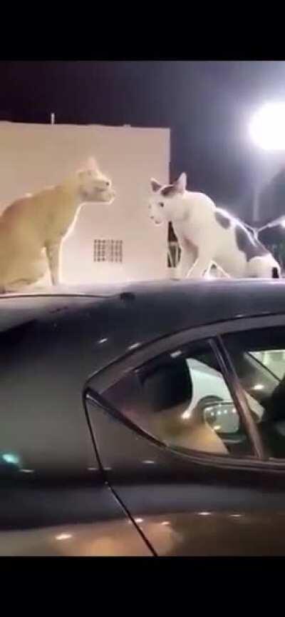 That thing is definitely not a cat