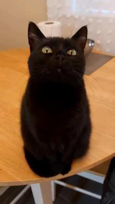 Black cats doesn't bring bad luck