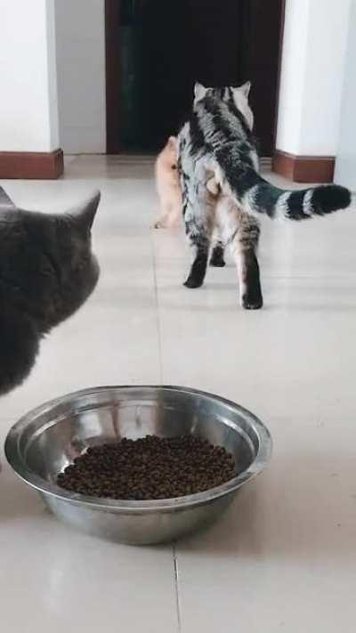 Chaos the kitten incoming...