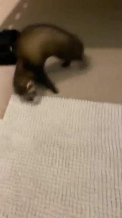 My ferret is such a derp