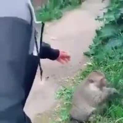 CellFofo Faz carinho no macaquinho chat