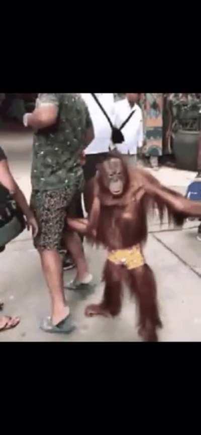 Monke does what Monke wants, Monke does not care