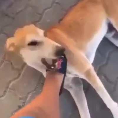 É só um dog caramelo