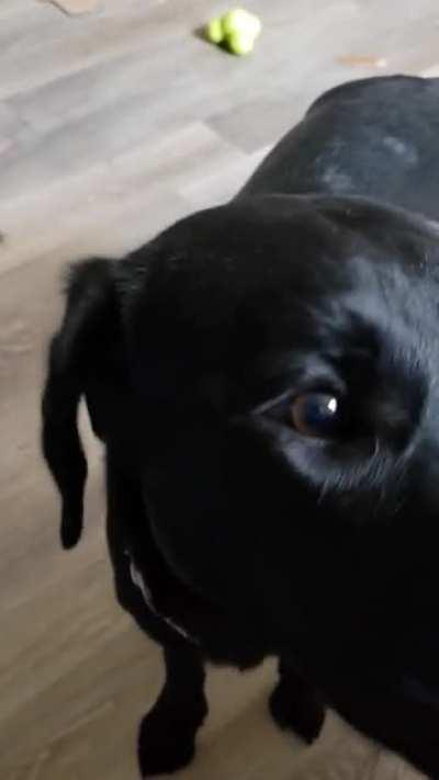 Charlotte, 8 months, has just started learning some of the tasks she will perform as a service dog. Here is the start to 