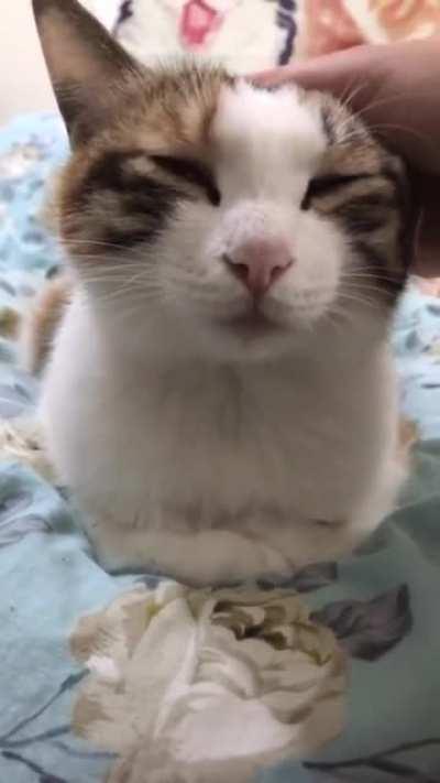 cat.exe has stopped responding