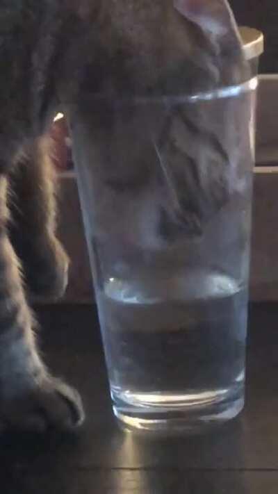 Prefers to shove her head in my cup instead of drinking out of her bowl