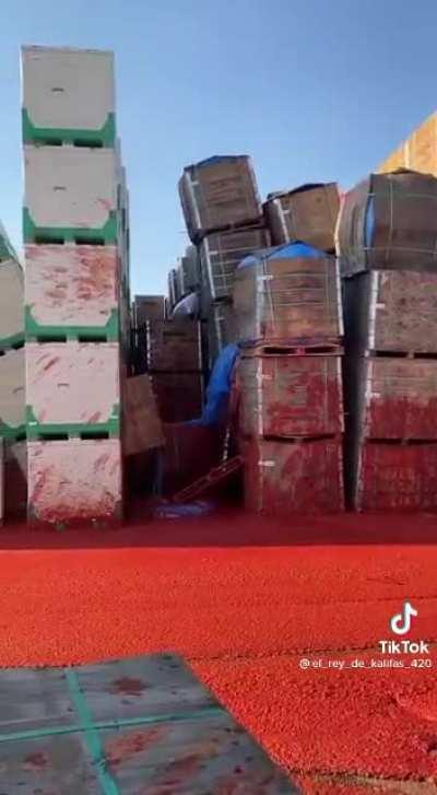 Tomato’s fermenting/exploding in their bins