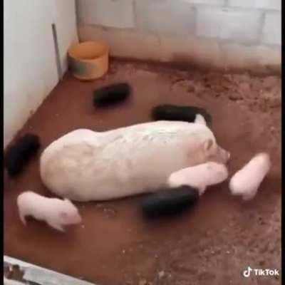 Working from home because the kids school got cancelled