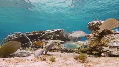 Spotfin PorcupineFish and reef life of Sky Reef, Cozumel