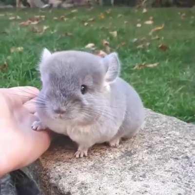 Chinchillas have extremely dense and soft fur. In fact, they have the densest fur of all mammals that live on land. In the water, the sea otter has a denser coat.