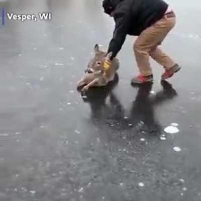 Found this video of guys helping a deer on ice return to land.