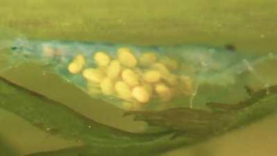 Shrimp in beans in shrimp